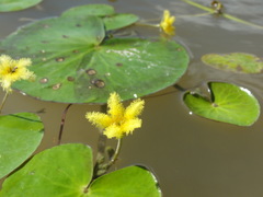 Nymphoides grayana