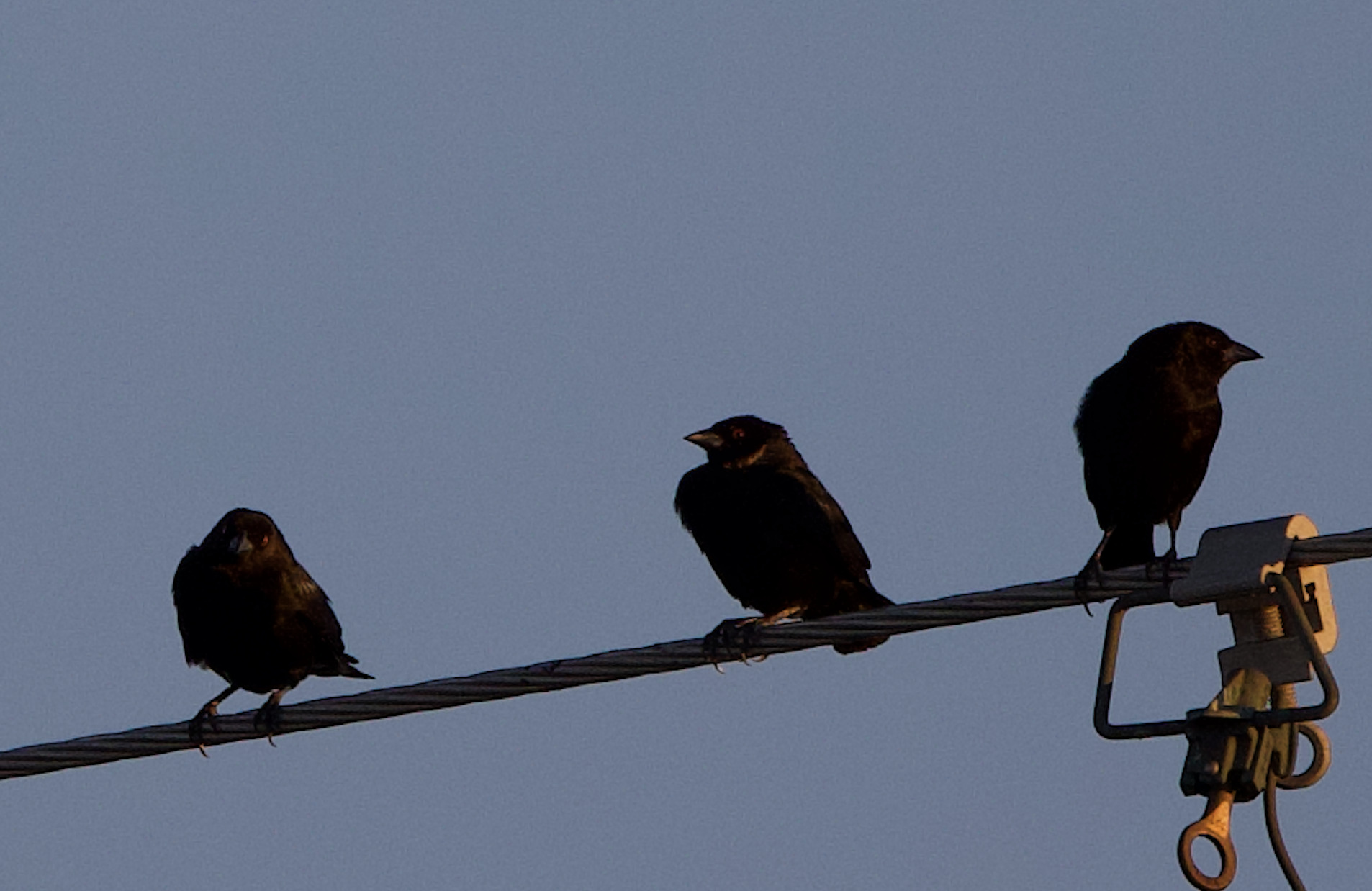 Bronzed Cowbird (Molothrus aeneus), photo 6