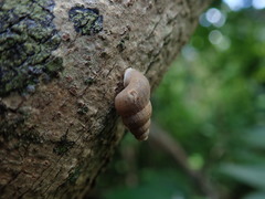 Gastropoda