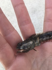 Neoclinus uninotatus