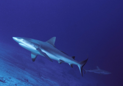 Grey Reef Shark