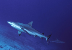 Grey Reef Shark