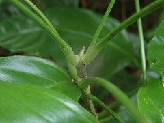 Magnoliopsida