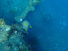 Pomacanthus annularis