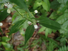 Chiococca alba
