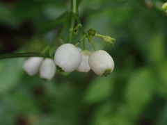Chiococca alba