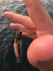 Neoclinus uninotatus