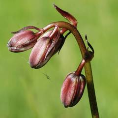 Lilium martagon