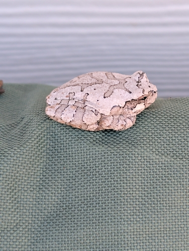 Gray Tree Frog observed by gourmet_gardener