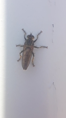 Epipamponeurus americanus