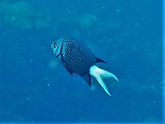 Chromis xanthura