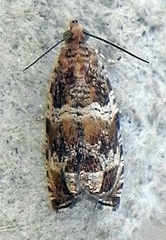 Olethreutes valdanum
