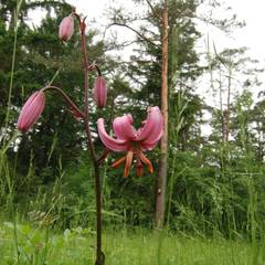 Lilium martagon