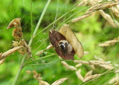 Parasteatoda lunata