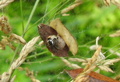 Parasteatoda lunata
