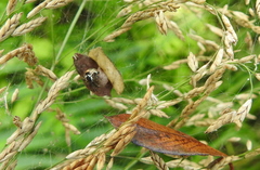 Parasteatoda lunata