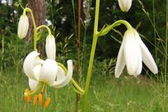 Lilium martagon