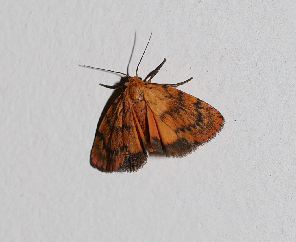 Cyme structa from Witta QLD 4552, Australia on February 8, 2026 at 10: ...