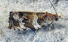 Olethreutes valdanum