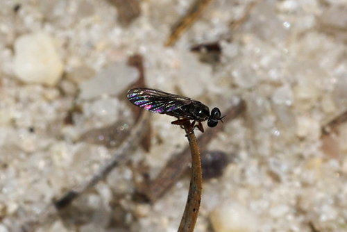 Townsendia nigra