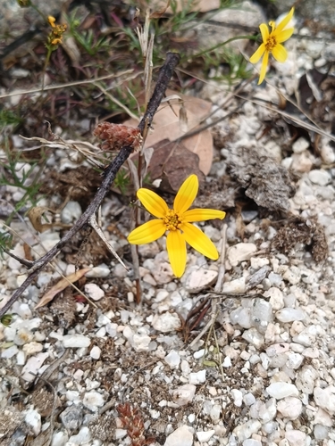 Xantus' Wingpetal (Bidens xanti)