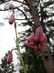 Lilium martagon