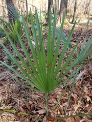 Sabal minor