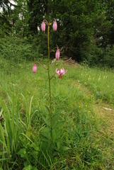 Lilium martagon