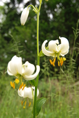 Lilium martagon