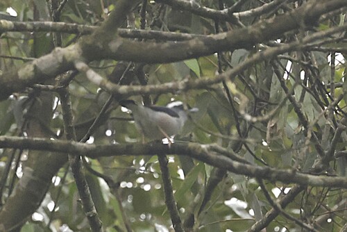 White-browed Shrike-babbler (Pteruthius aeralatus), photo 4