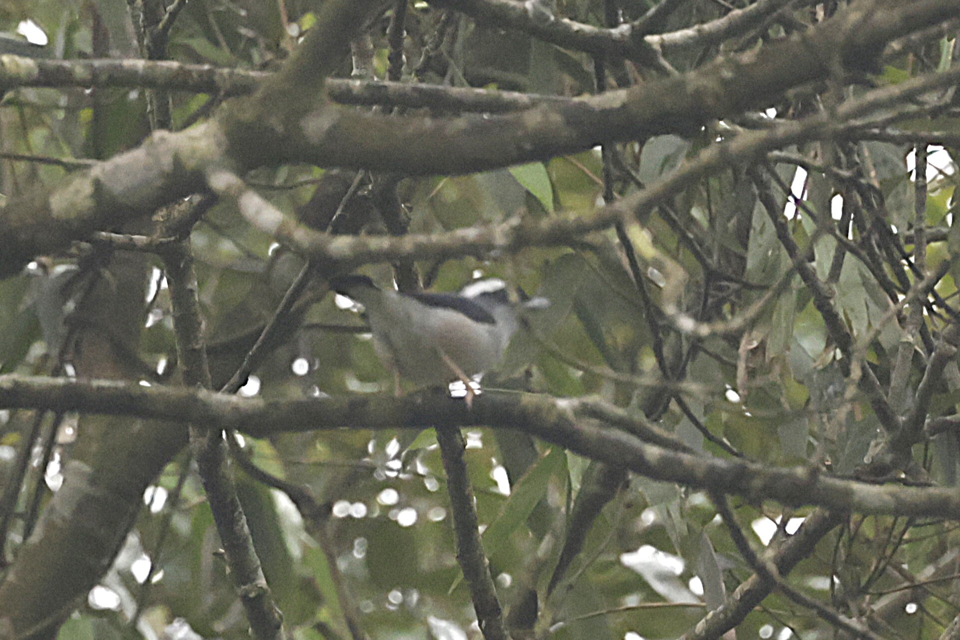 White-browed Shrike-babbler (Pteruthius aeralatus), photo 5