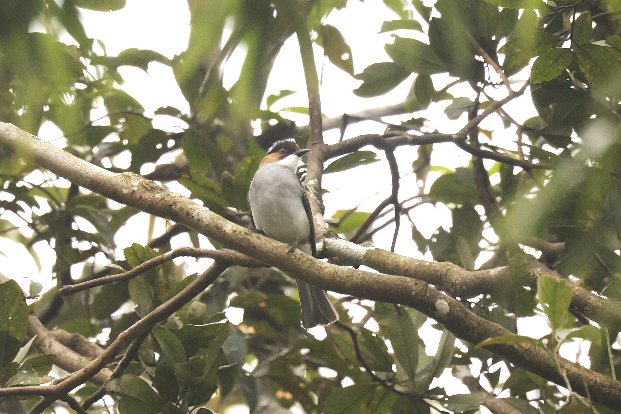 Chestnut Bulbul (Hemixos castanonotus), photo 8