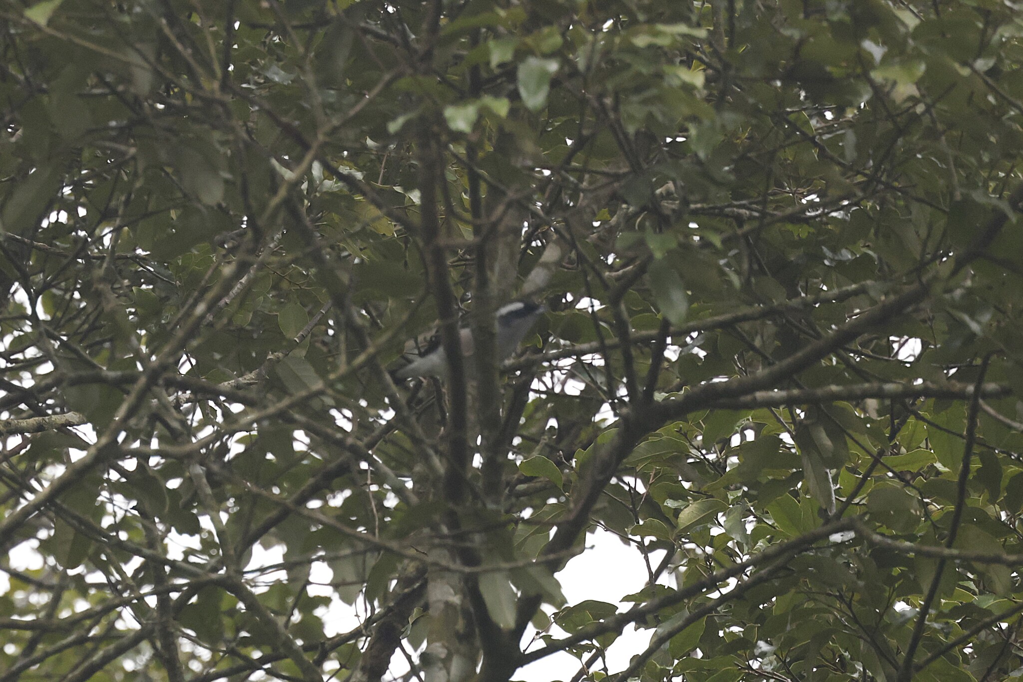 White-browed Shrike-babbler (Pteruthius aeralatus), photo 4