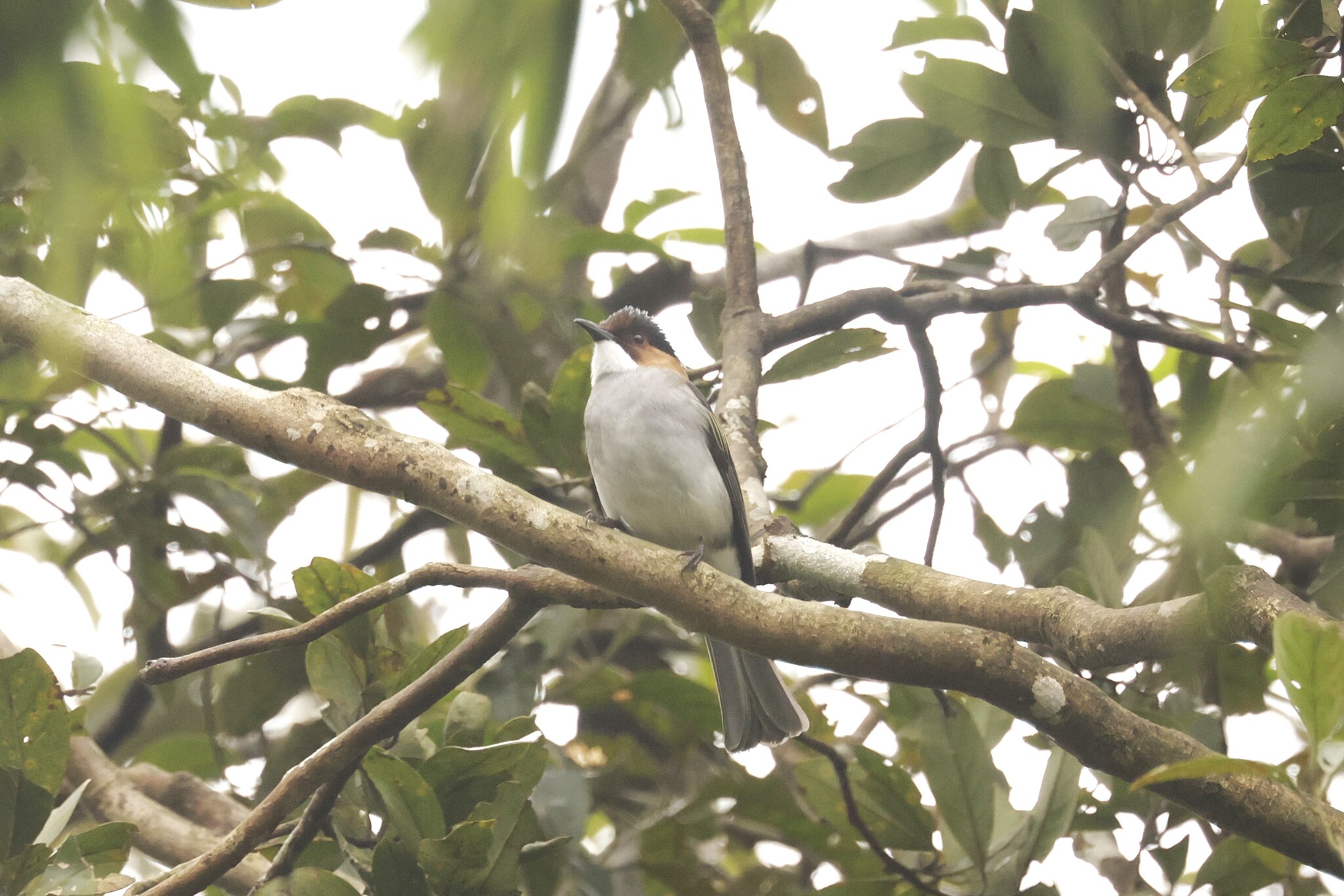 Chestnut Bulbul (Hemixos castanonotus), photo 9