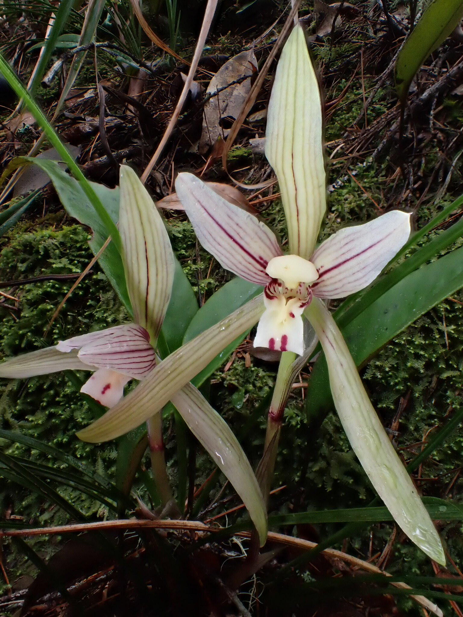 Cymbidium serratum Schltr. 3