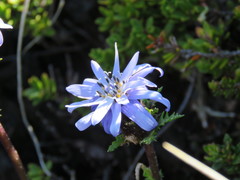 Perezia pedicularidifolia