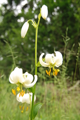Lilium martagon