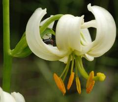 Lilium martagon