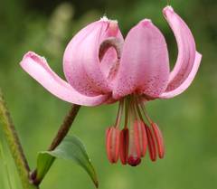 Lilium martagon