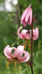 Lilium martagon