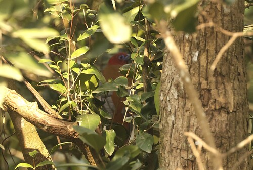 Red-headed Trogon (Harpactes erythrocephalus), photo 2