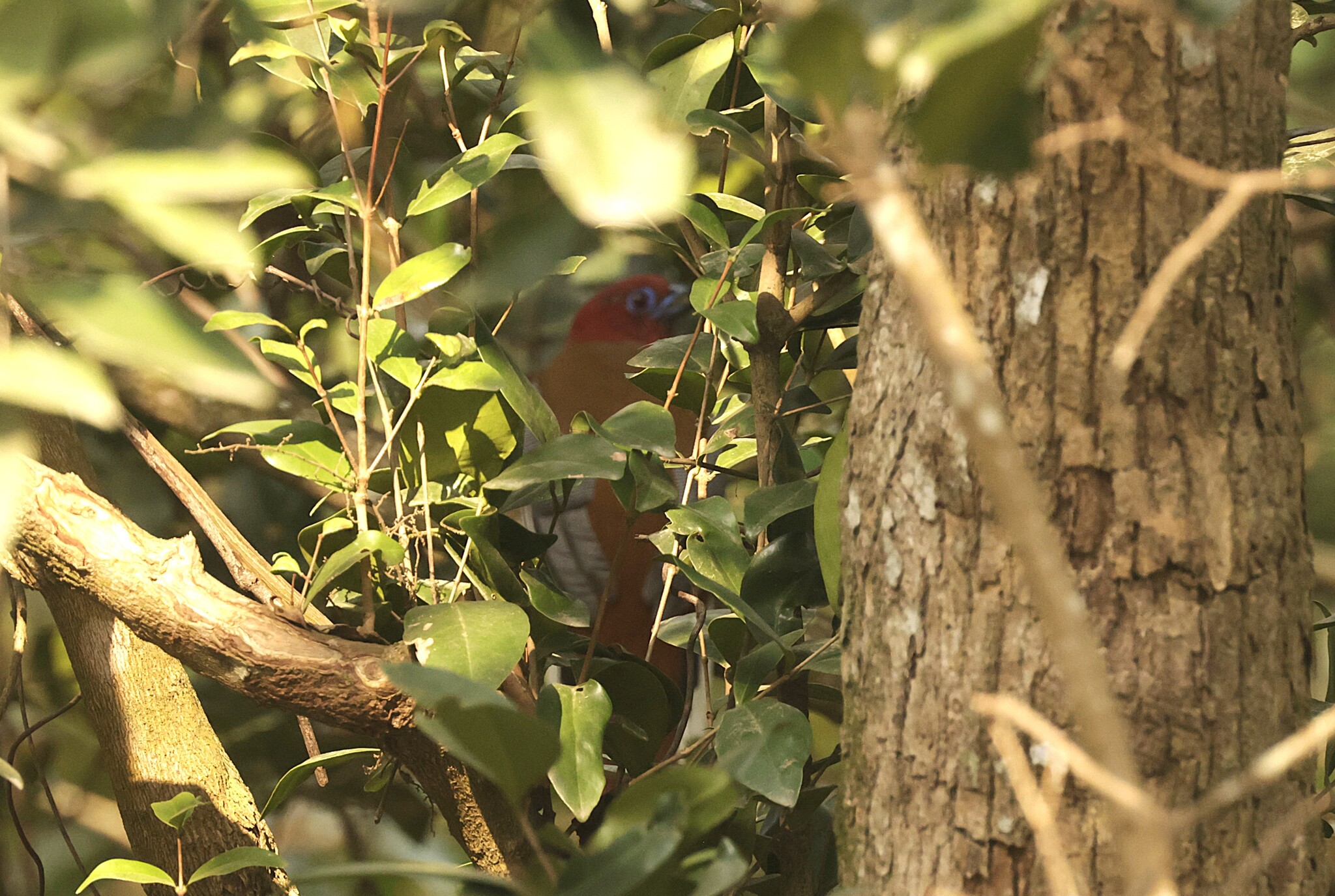 Red-headed Trogon (Harpactes erythrocephalus), photo 2