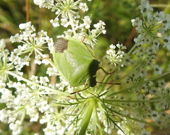 Palomena viridissima