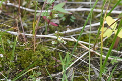 Euphrasia frigida