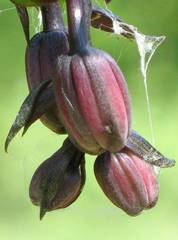 Lilium martagon