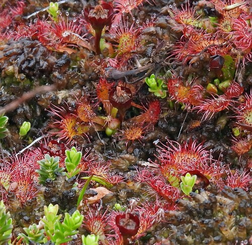 Drosera uniflora (Drosera uniflora)