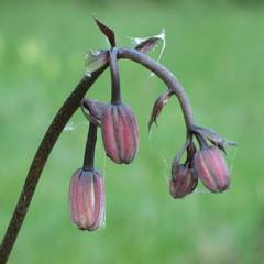Lilium martagon