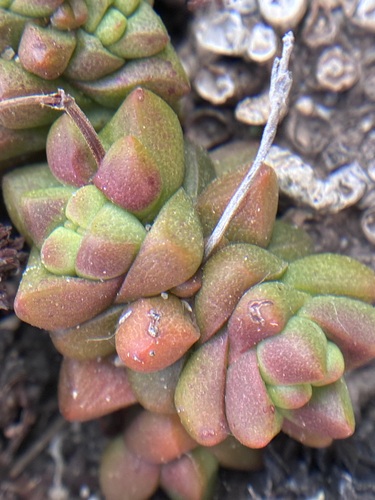Crassula elegans