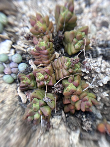 Crassula elegans