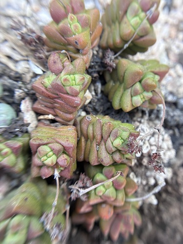 Crassula elegans